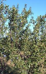 Prunus Stanley European (Self-Pollinating) Plum Midpark Nurseries Wisconsin