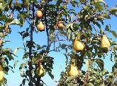 Pyrus Pear Bartlett midpark nurseries wisconsin