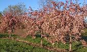 Malus White Cascade Flowering Crabapple