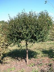 Syringa meyeri Paliban Dwarf Korean Lilac