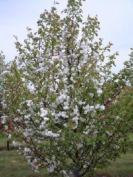 Malus Madonna Mazam Flowering Crabapple Midpark Nurseries Wisconsin