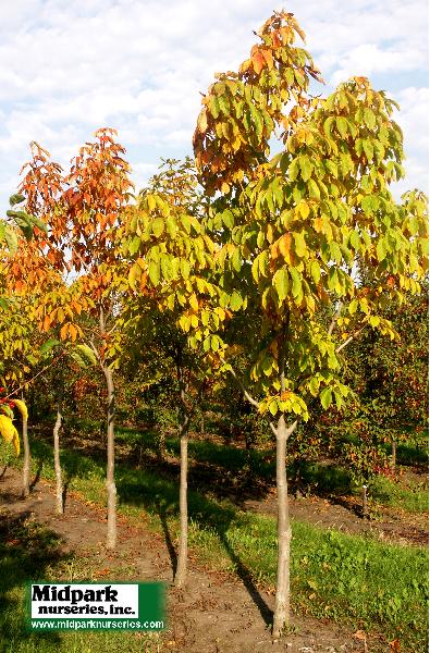 Aesculus octandra Yellow Buckeye midpark nurseries wisconsin