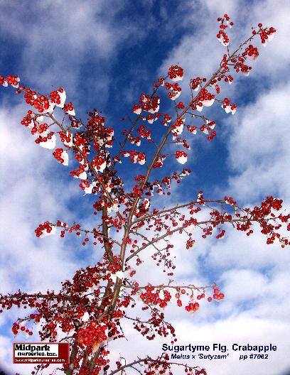 Malus cv. Sutyzam Flowering Crabapple Midpark Nurseries Wisconsin