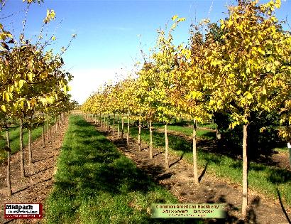 Common American Hackberry Celtis occidentalis Wisconsin Midpark Nurseries