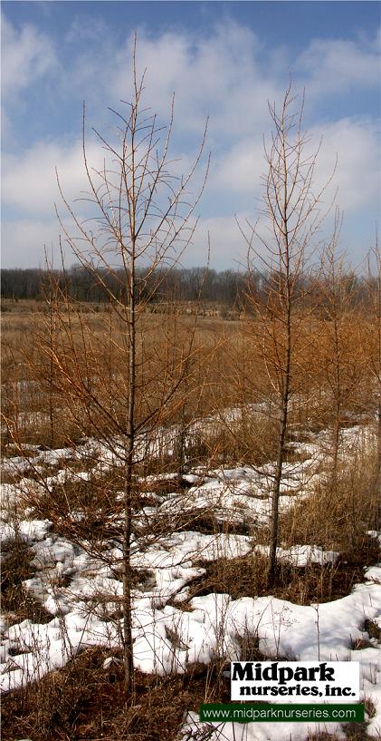 Japanese Larch Larix kaemferi Wisconsin Midpark Nurseries