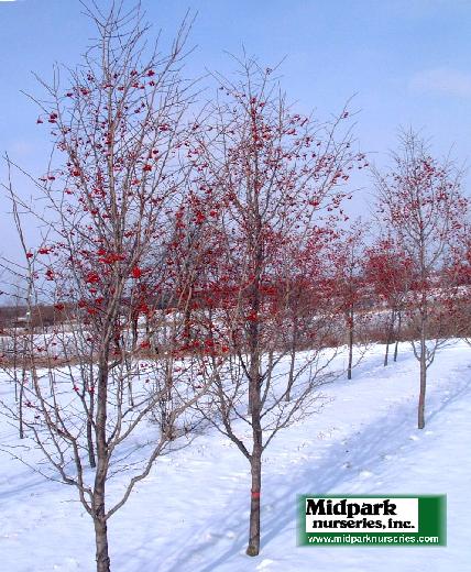 Crataegus phaenopyrum Lustre Washington Hawthorne Westwood Imidpark wisconsin nurseries