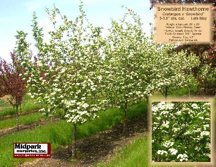 Crataegus Snowbird Hawthorne midpark wisconsin nurseries