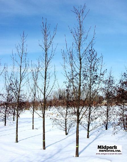 Quercus robur Skymaster Pyramich midpark nurseries wisconsin