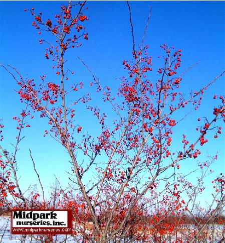 Crataegus Winter King Hawthorn midpark nurseries wisconsin