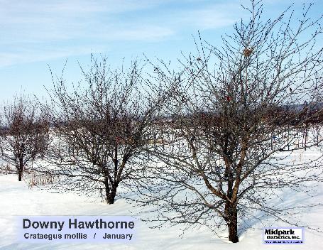 Crataegus mollis Downy Hawthorn midpark nurseries wisconsin