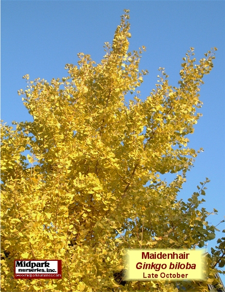 Ginkgo Wisconsin Midpark Nurseries