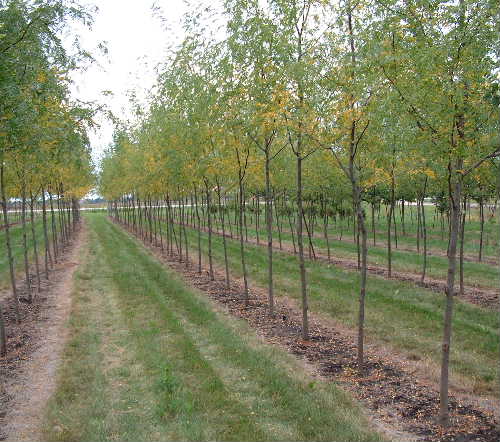 Gleditsia Skyline Honeylocust Wisconsin Midpark Nurseries