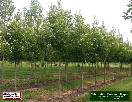 Acer Celebration Freeman Maple