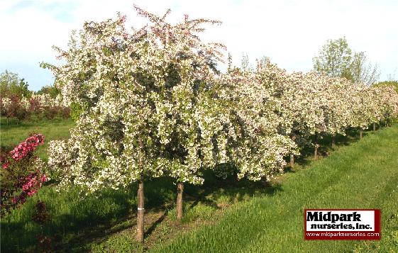 Malus White Cascade midpark nurseries wisconsin