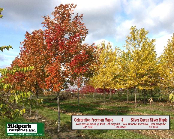 Acer Celebration Freeman Maple Silver Queen Silver Maple Midpark Wisconsin Nurseries