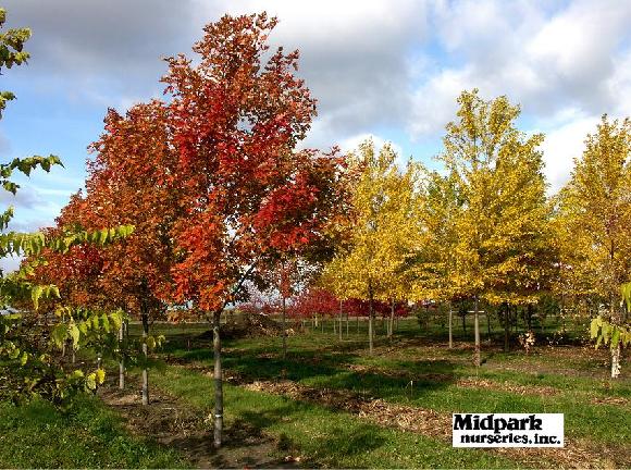 Acer Celebration Freeman Silver Queen Silver Maple Wisconsin Midpark Nurseries