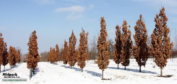 CrimsonSpire Oak Wisconsin Midpark Nurseries