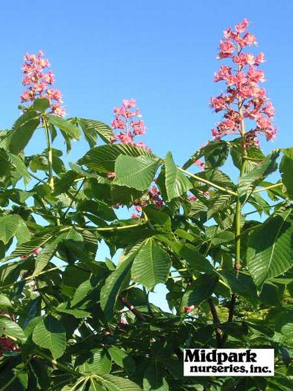 Horsechestnut Aesculus x carnea Ft McNair Wisconsin Midpark Nurseries