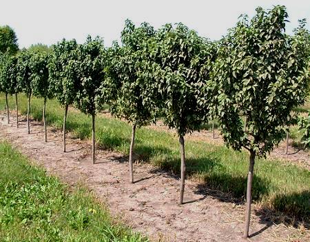 Lancelot Lanzam Flowering Crabapple Midpark Wisconsin Nurseries