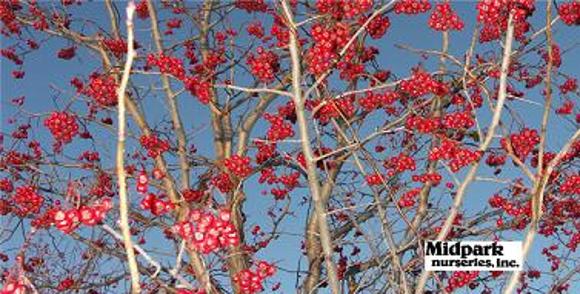 Lustre Washington Hawthorne Crataegus phaenopyrum Westwood II Wisconsin Midpark Nurseries