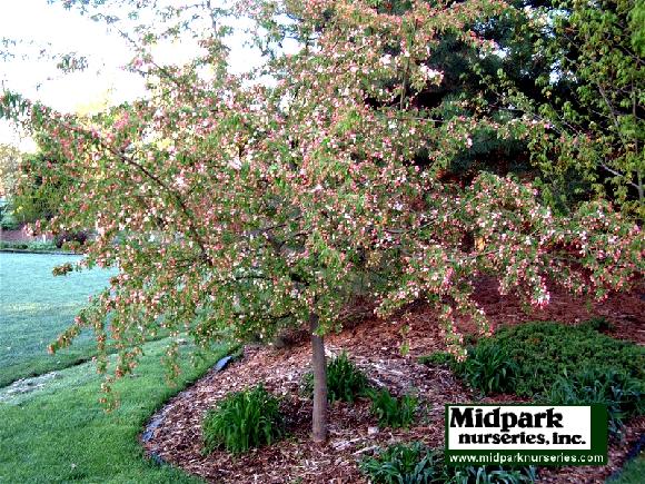 Malus Molazam Molten Lava Flowering Crabapple Wisconsin Midpark Nurseries