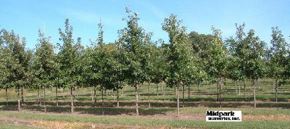 Quercus bicolor Swamp White Oak midpark nurseries wisconsin